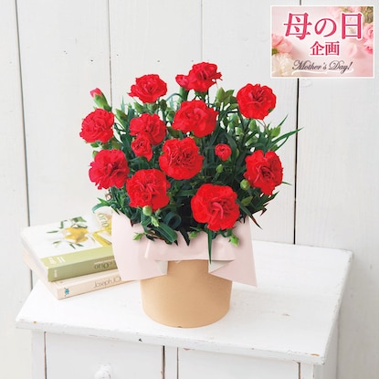 【5月10日～14日にお届け】 生花  カーネーション レッド