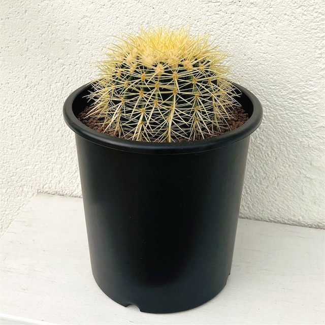 【観葉植物】サボテン 金鯱(25cm)ナーセリーポット