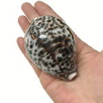 Thumbnail [1]