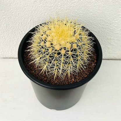 【観葉植物】サボテン 金鯱(25cm)ナーセリーポット [2]