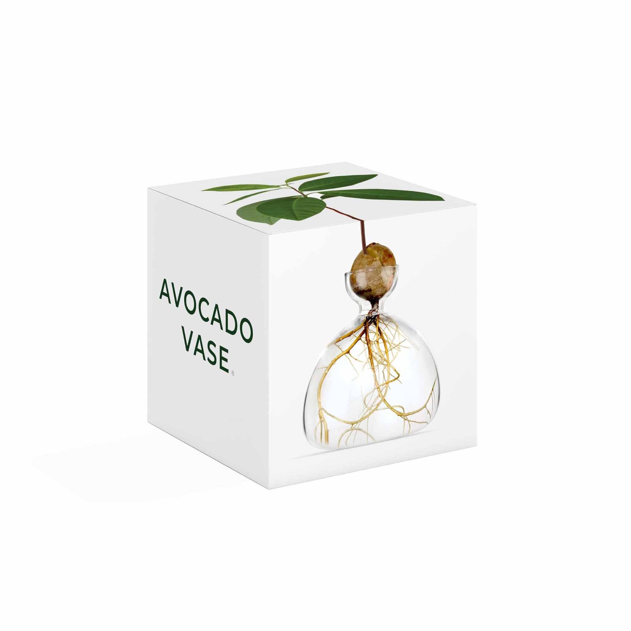 【ONLINE限定】AVOCADO VASE｜クリア [5]