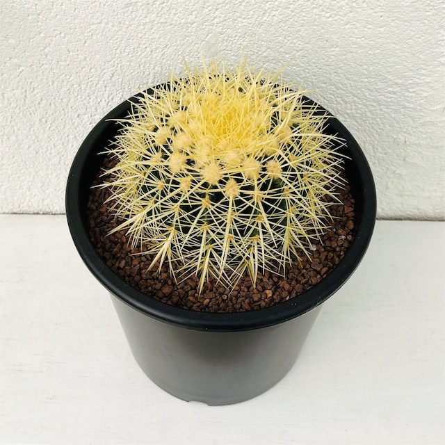 【観葉植物】サボテン 金鯱(25cm)ナーセリーポット [2]